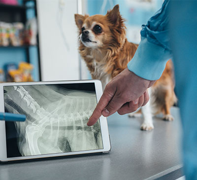 Small Animal Imaging Market by Technology and Geography - Forecast and Analysis 2020-2024